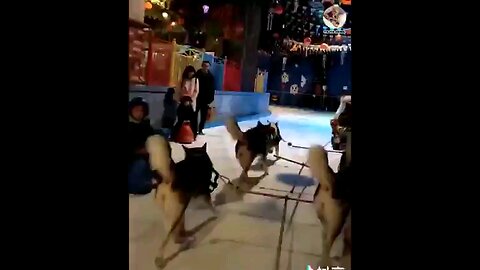 #video gracioso de animalitos haciendo de las suyas #viral#