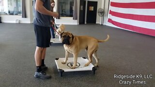 Dog Training - Behind The Scenes