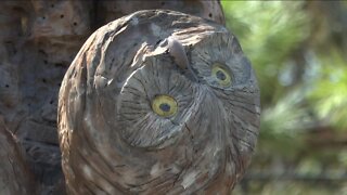 Annual Burrowing Owl Festival set to return to Cape Coral this weekend