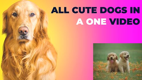 All Cute Dogs | Beautiful and Funny Dogs |