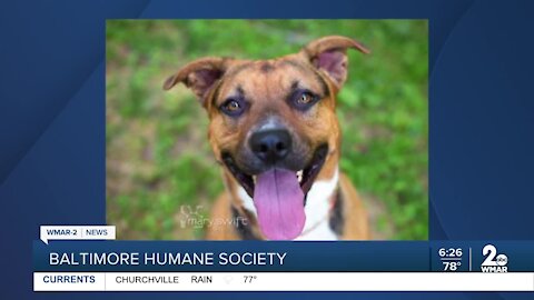 Nola the dog up for adoption at the Baltimore Humane Society