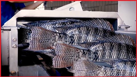 Amazing Tilapia Farm - Tilapia Fish Harvesting technology - Automatic Fish Processing Line Machine