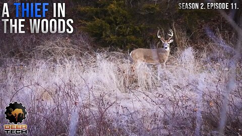 Thief in the Woods | DeerTech TV