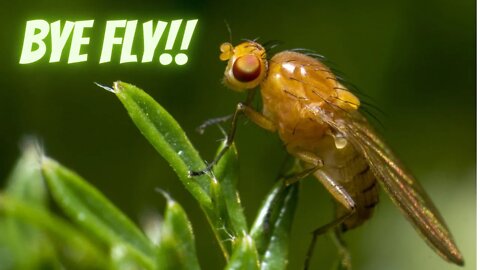 Top Secrets To Get Rid Of Insane Gnat Infestation!! | How To Save Your Plants From Flying Pests!!!