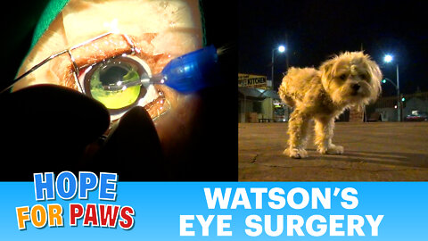 Watson's eye surgery: Dog Cataract Surgery (no blood) - Please share.