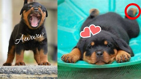 Cute Rottweilers Compilation- (A CUTEST MOMENTS VIDEO) - Cute and Funny Rottweiler Moments