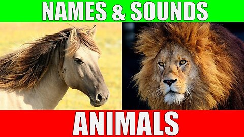 Animals for Kids to Learn || 100 Animals name & sounds for kids