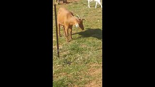 The goats didn't realize I fixed the electric fence