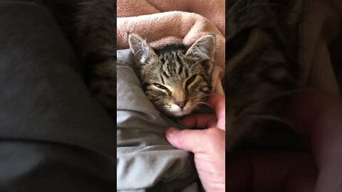 Another video of precious feral kitten we saved from our car engine