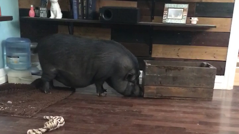 Pig rearranges furniture