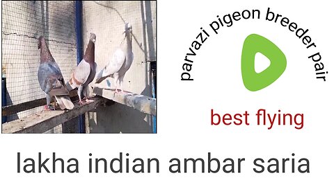 Beautiful pigeon breeder abmer saria best flying