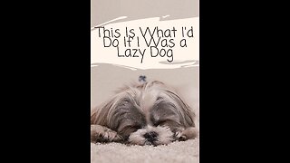 This Is What I'd Do If I Was a Lazy Dog