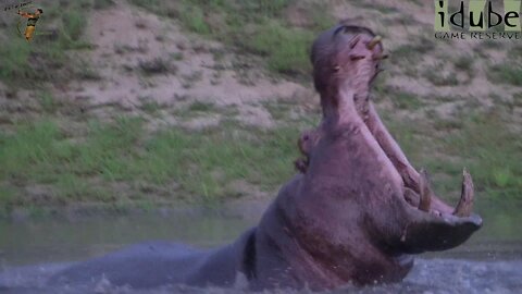 Aggressive Bull Hippo Displaying His Tusks