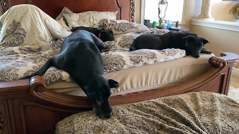 Visiting dogs make themselves at home in Great Dane's bed