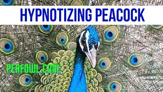 Hypnotizing Peacock, Peacock Minute, peafowl.com