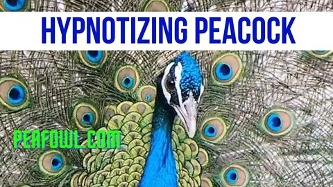 Hypnotizing Peacock, Peacock Minute, peafowl.com