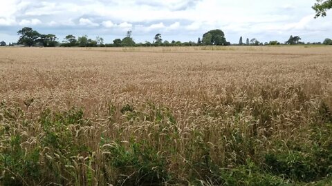 2 minutes of calm relaxation watching a field of wheat and birds singing in the background.