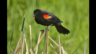 God and the Song of the Red-Winged