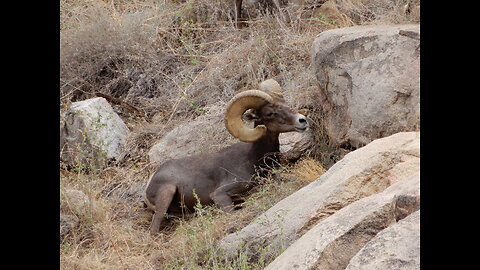Spying on the Bighorns, 8/18/2023