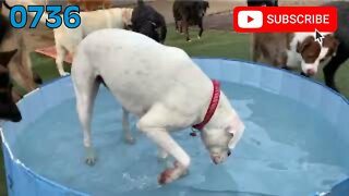 [0736] POOL TIME [#dogs #doggos #doggies #puppies #dogdaycare]