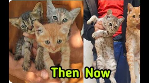 One out of three rescued kittens is no more |Rescue Poor Baby Cats Abandoned By Inhuman