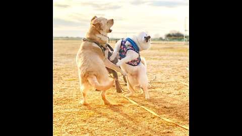 Funniest Funny Dog Playing With Each Other That Will Make You Laugh Funny Videos