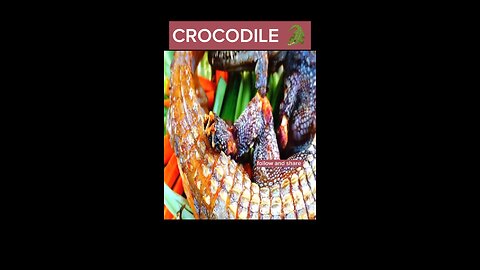 Crocodile Chronicles: Culinary Adventures of the Fearless Gourmet