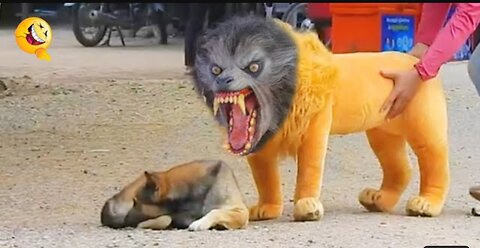 Troll Prank Dog Funny &amp; fake Lion and Fake Tiger Prank To dog &amp; Huge Box Prank to dog