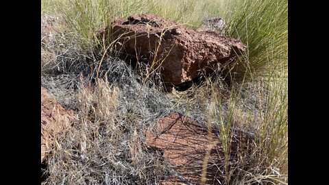 Encounter with a Great Basin Rattlesnake, Nevada.