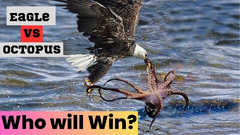 Eagle vs Octopus who will win?