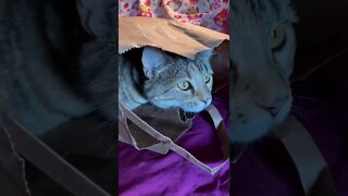 cat in a bag