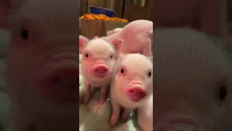 Cutest Piglets Ever! 🐷 #shorts #short #trending