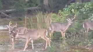 What Happens With 6 Bucks in Your Yard? LOTS of BUCKS