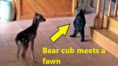 Bear cub meets Fawn