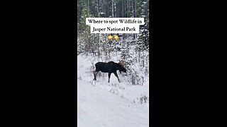 Where to spot Wildlife in Jasper National Park?