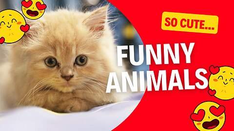 Cutest Animals Ever! Funny Animal Videos #10