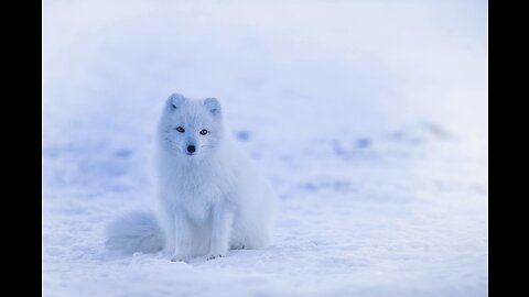 Wild Wonders: Captivating Moments in the Animal Kingdom