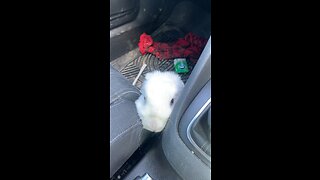 Rabbit in my car