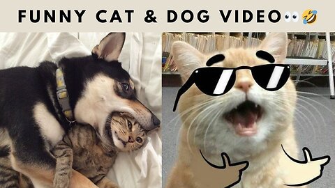 Hilarious Pets of 2023 Funniest EVER Cats and Dogs