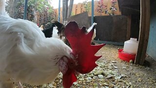 Backyard Chickens Snacking On Veggies Sounds Noises Hens Clucking Roosters Crowing!