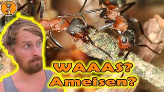 Ameisen - Wichtiger als du denkst!