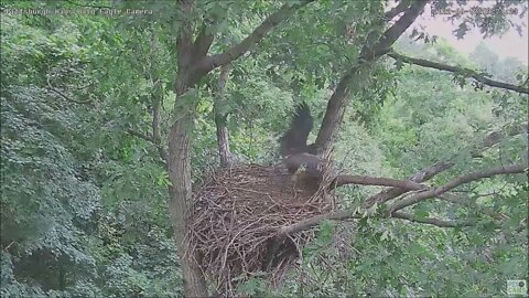 Hays Bald Eagles H17 flies in Rests then Flies out Again 61222 9:13AM