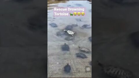 Rescue Drowning Tortoise 🐢😭😭😭