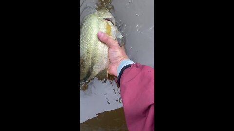 A Relaxing Day Fishing Amongst Gators