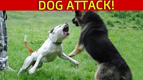 Large German Shepherd attacks Pitbull at Dog Park (Dog Park attack Injury!) Who's fault?
