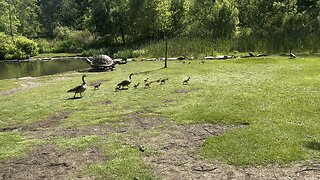 Canada Geese family moving to safety