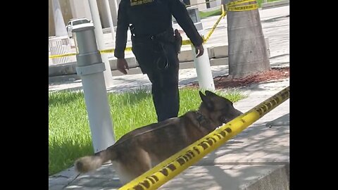 Bomb sniffing dogs hard at work in Miami