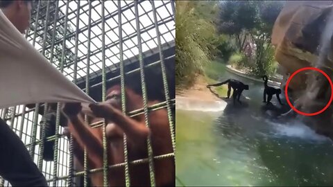 Apes (Gorilla) attacks human