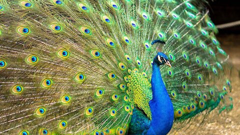 Beautiful Peacock !