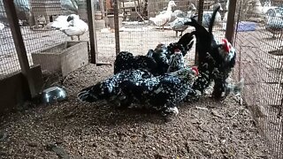 Belgian D'uccle Rooster and Hens, cleaning after breakfast, 28th January 2021 ( Video 1 )